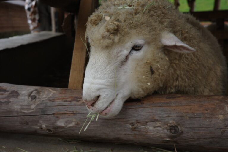 대관령 양떼목장