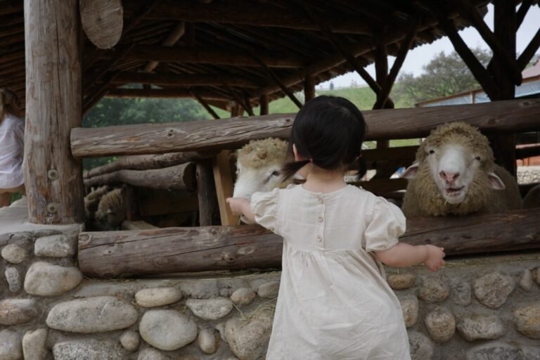 대관령-양떼목장