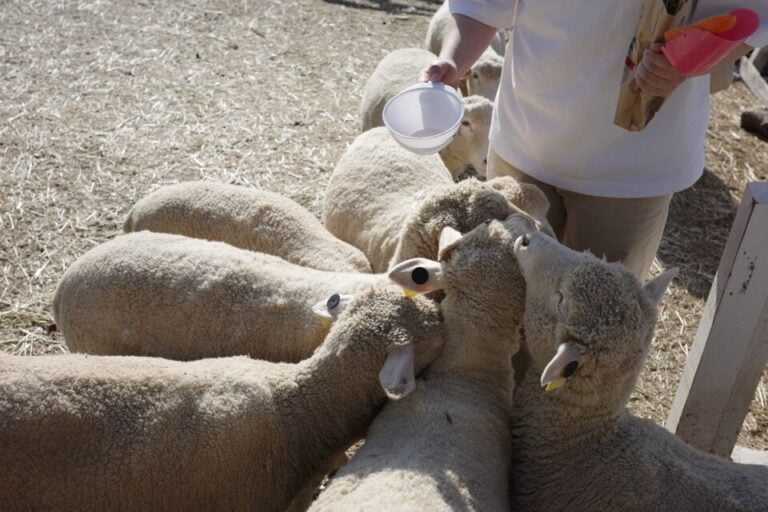 하늘목장-먹이주기체험